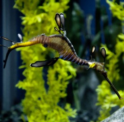 Sea Dragon 2