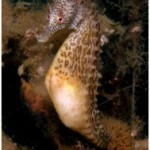 Короткорылый морской конек