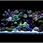 Химия и аквариум: нитраты в рифовом аквариуме