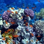 Коралловые рифы - иделальное место для жизни морских коньков