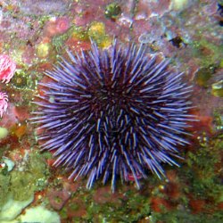 sea_urchin