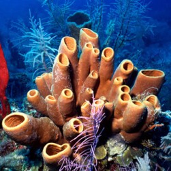 Морские Губки Фото В Море Морские Губки Фото В Море
